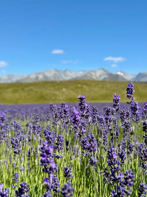 Hiring a Death Doula